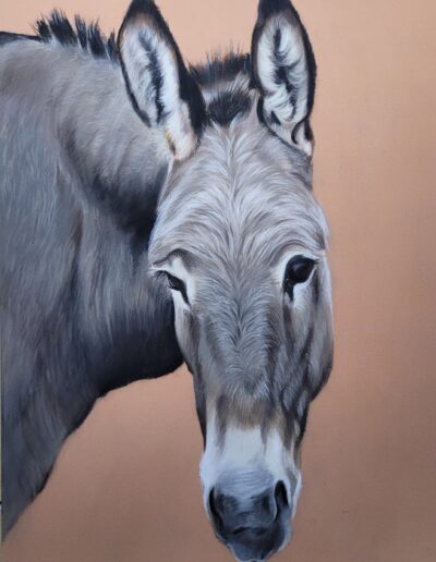 Portrait d'un âne dessin au pastel sec