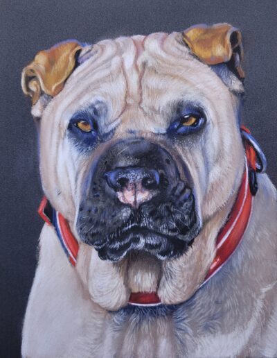 portrait au pastel sec d'un shar-pei chien