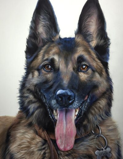 portrait chien au pastel sec malinois