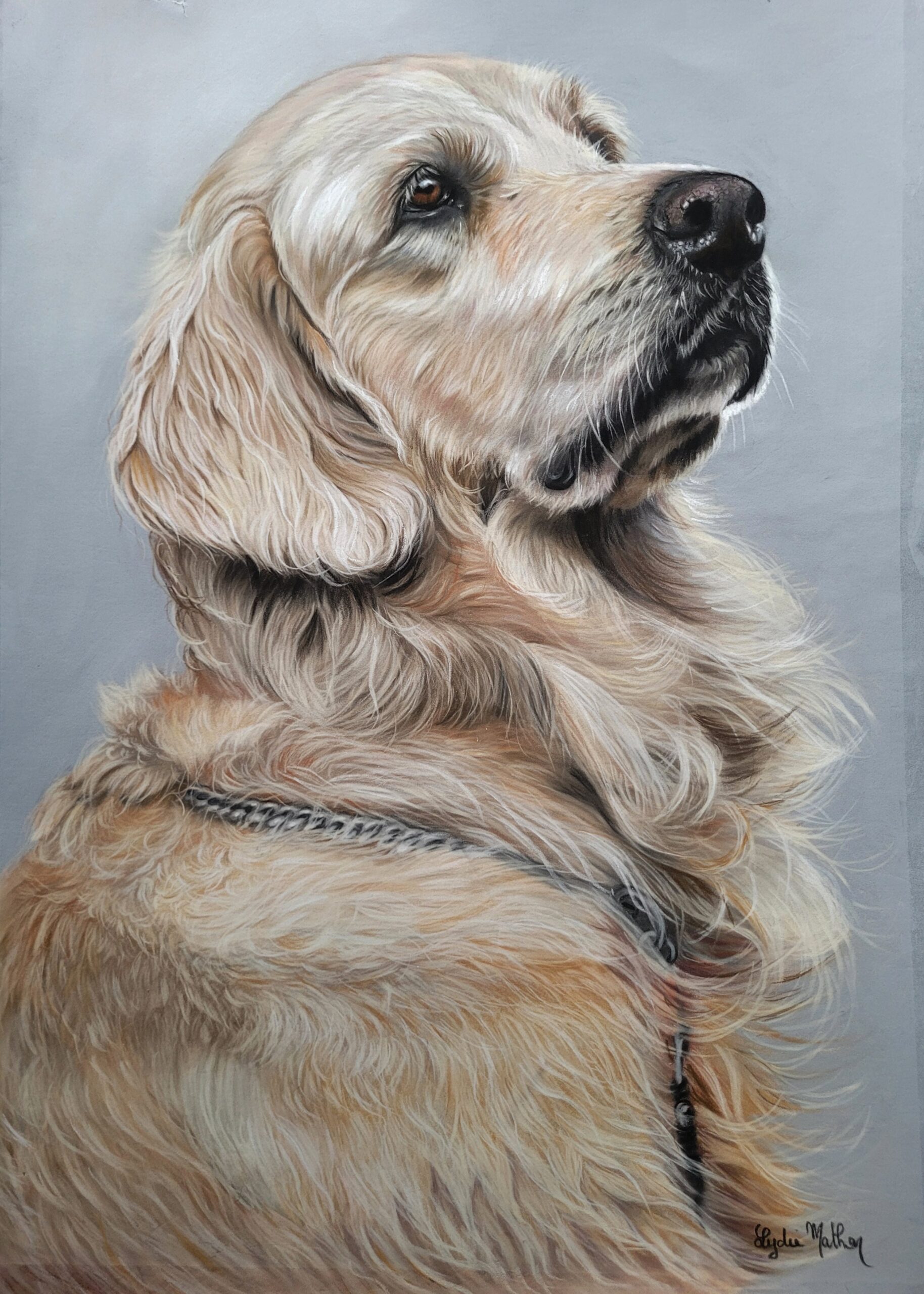 portrait chien au pastel sec par Lydie Mathon